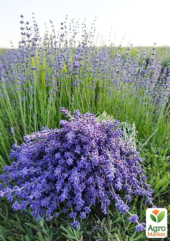 Лаванда английская узколистная "Рекорд" (Rekord) - фото 4