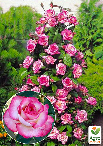 Эксклюзив! Роза плетистая белая с розовой каймой "Роскошный вид" (Luxurious view) (саженец класса АА+, премиальный долгоцветущий сорт)