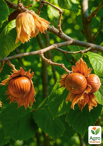 Фундук "Шедевр" (средний срок созревания, перекрёстное опыление, садить по 2 шт) 