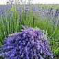 Лаванда английская узколистная "Рекорд" (Rekord)
