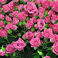 Троянда дрібноквіткова (спрей) "Лавлі Лідія" (саджанець класу АА +) вищий сорт