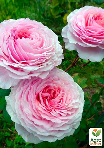 Роза английская "James Galway®" (саженец класса АА+) высший сорт - фото 3