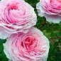 Роза английская "James Galway®" (саженец класса АА+) высший сорт цена