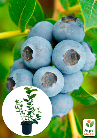 Лохина (чорниця садова) 2 роки "Топ Шелф" (Top Shelf) С2 висота 50-60см