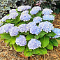 LMTD Гортензия macrophylla "Magical Revolution Blue" 5-и летняя (высота 45-55см)
