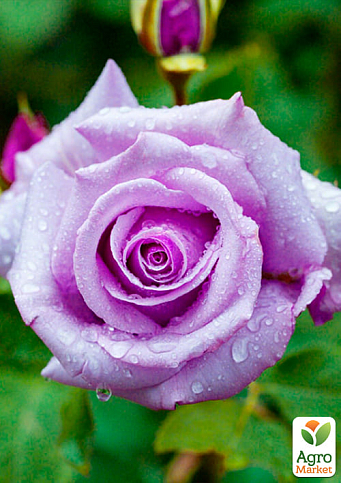 Роза чайно-гибридная "Charles De Gaulle" (саженец класса АА+) высший сорт - фото 4