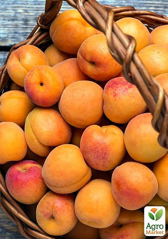 Ексклюзив! Абрикос колоновидний яскраво помаранчевий з легким рум'янцем "Сонячне літо" (Sunny summer) (преміальний середньостиглий сорт) - фото 6