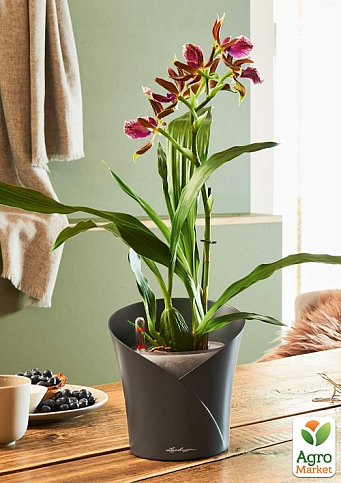 Розумний вазон з автополивом Lechuza Orchidea 20, сірий (13961) - фото 5