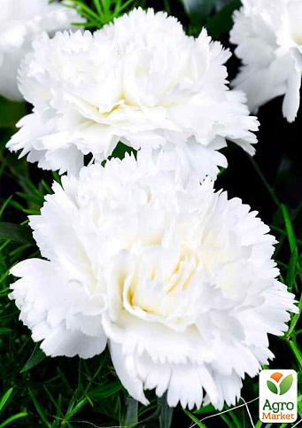 Гвоздика Махрова "Super Trouper Whitney" (контейнер № 10, висота 10 см)