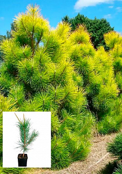 Сосна Орегонская 4-х летняя (Рinus ponderosa) С3, высота 60-70см2