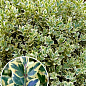 Самшит буксус вечнозеленый пестролистный "Elegans" (горшок Р9) 