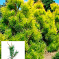 Сосна Орегонская 4-х летняя (Рinus ponderosa) С3, высота 60-70см