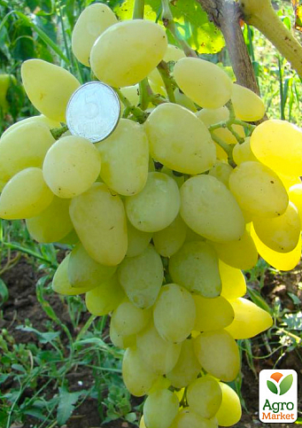Виноград "Ілларія" (ранній термін дозрівання, велика ягода з легким смаком літніх яблук)
