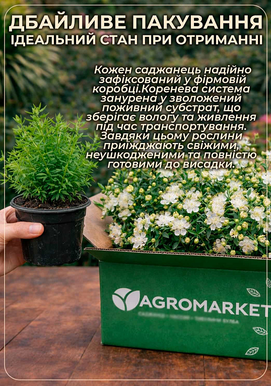 Мирт 2-х летний "Hymen" - фото 5