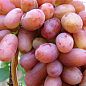 Виноград "Юлиан" (очень ранний срок созревания, длительный период сохранения ягод) цена