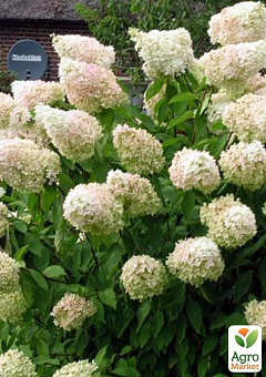 Гортензия древовидная 2-х летняя "Grandiflora" высота саженца 20-30см16
