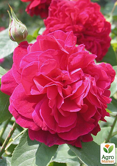 Роза англійська "L.D.Braithwaite"2