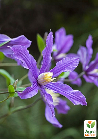 LMTD Клематис 3-х летний "Fukuzono" (высота 80-90 см)
