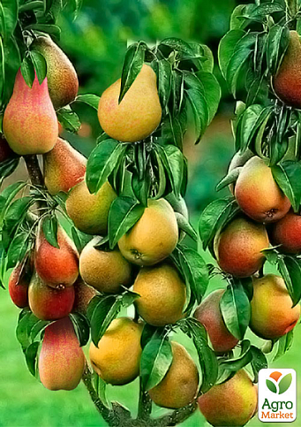 Уценка Дерево-сад Груша