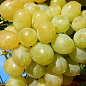 Виноград "Белоцерковский" (ранний срок созревания,гармоничный вкус с ноткой муската)