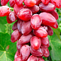 Виноград "Дубовский Красный" (сладкий крупный, гигантская ягода)
