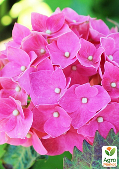 Гортензия цветущая крупнолистная "Розита" (Hydrangea macrophylla Rosita) вазон С1,54