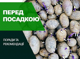 Обробка картоплі перед посадкою - корисні статті про садівництво від Agro-Market