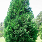 Купрессоципарис Лейланда "Variegata" С3, высота 70-90см