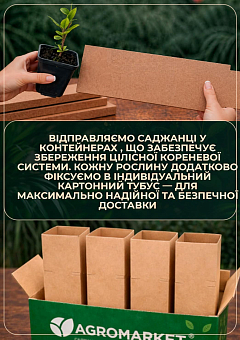 Падуб зазубренный "Голден Джем" (IIlex crenata Golden Gem) вазон Р96