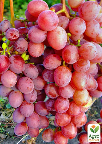 Виноград вегетирующий кишмиш "Красный палец" 