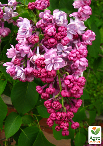 Сирень махровая "Поль Дешанель"