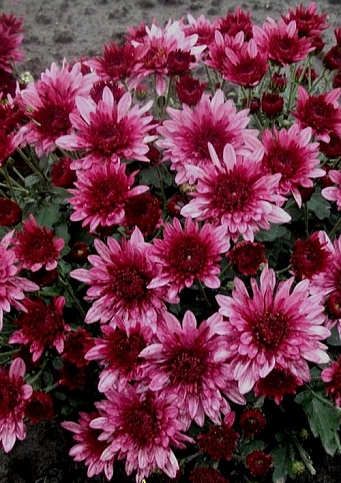 Хризантема Садовая "Avalon Pink" (высота 30-50см) - фото 3