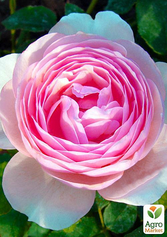 Роза английская "Нежность" (саженец класса АА+) высший сорт