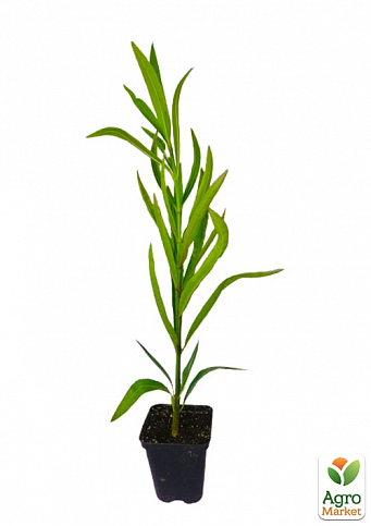 Олеандр душистый "Nerium oleander Paris" (вечнозеленый, ароматный кустарник) - фото 2