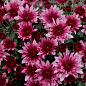 Хризантема Садовая "Avalon Pink" (высота 30-50см) цена