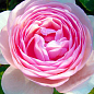 Троянда англійська "Ніжність" (саджанець класу АА +) вищий сорт