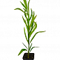 Олеандр душистый "Nerium oleander Paris" (вечнозеленый, ароматный кустарник) купить