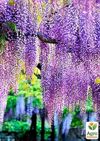 Глициния сиреневая “Модный дом” - фото 5