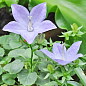 Кампанула цветущая "Isophylla Blue" (Нидерланды)