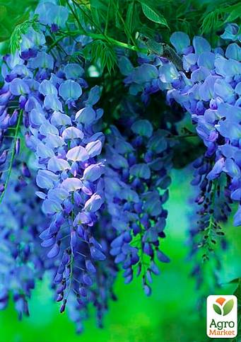 Гліцинія блакитна "Лагуна романтики" (The lagoon of romance) - фото 5