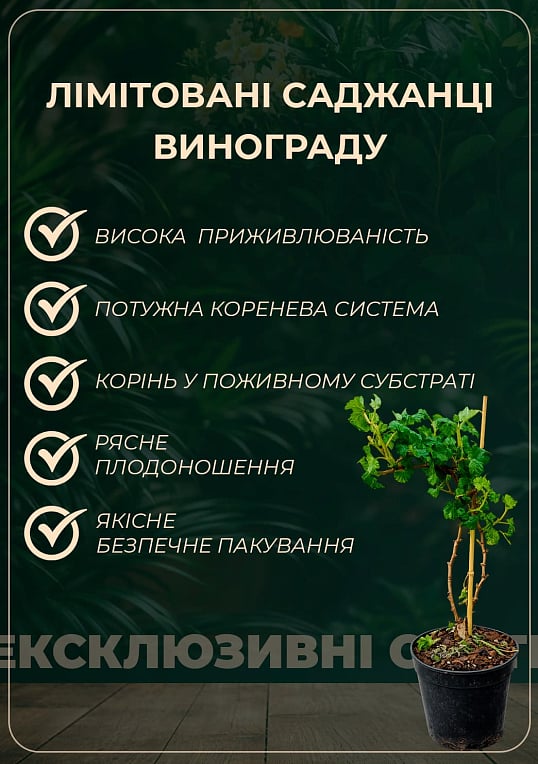 LMTD Виноград "Cabernet Franc" (сортовой, укорененный) - фото 5