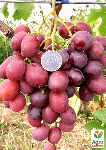 Виноград "Дюжина" (раннеспелый, урожайность до 100 кг с куста)
