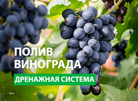 Полив винограду через дренажні труби - корисні статті про садівництво від Agro-Market