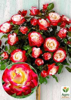 Окулянти Троянди на штамбі «Double Delight»2