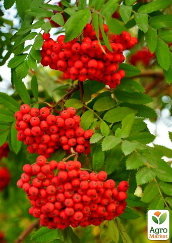 Эксклюзив! Рябина красная "Незабываемое путешествие" (Unforgettable journey) (неприхотливый сорт)