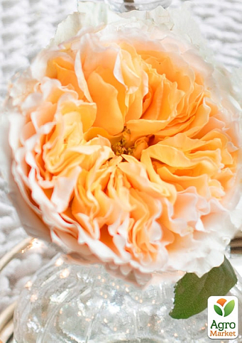 Роза пионовидная "Беатрис" (саженец класса АА+) высший сорт - фото 2
