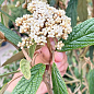 Калина вечнозеленая морщинистая (Viburnum rhytidophyllum)