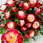 Окулянти Троянди на штамбі «Double Delight»
