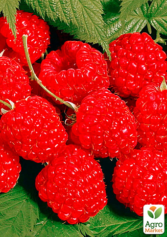 Малина "Недосяжна" (ремонтантний крупноплідний зимостійкий сорт) 1-річний саджанець - фото 6