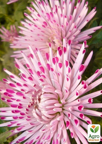 Хризантема  "Santosh Pink" (низкорослая крупноцветковая) - фото 2